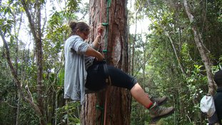 6 Aceitamos desafios_Escalada arborea, Floresta Humida de Andasibe-Mantadia, Madagascar Central.JPG