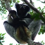 Indri indri, o maior lemur do mundo so existe nesta zona florestal de Madagascar. E uma das especies mais ameacadas do mundo, cujo habitat trabalhavamos para preservar